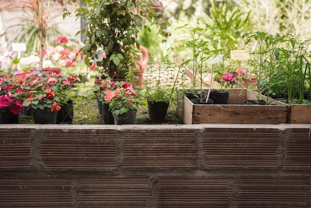 From Seed to Harvest: How to Grow Your Own Veggies Like a Pro