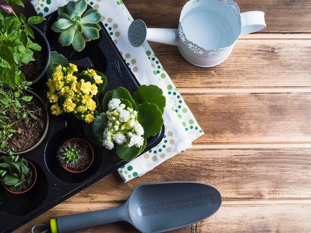 10 Common Gardening Mistakes and How to Avoid Them